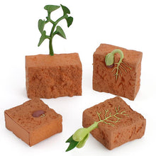Load image into Gallery viewer, 3.5*9.3cm Plant growth cycle scientific exploration suit miniature simulation plant model children¡¯s early education