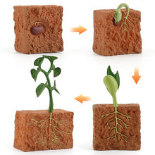 Load image into Gallery viewer, 3.5*9.3cm Plant growth cycle scientific exploration suit miniature simulation plant model children¡¯s early education

